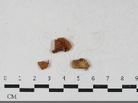 登錄號:F0033444藏品圖，第1張