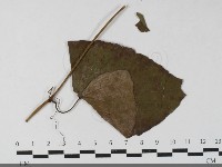 登錄號:F0033445藏品圖，第1張