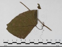 登錄號:F0033445藏品圖，第3張