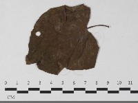 登錄號:F0033445藏品圖，第4張