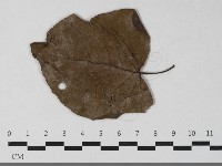 登錄號:F0033445藏品圖，第5張