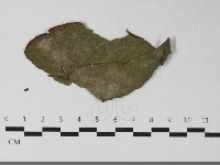 登錄號:F0033446藏品圖，第5張