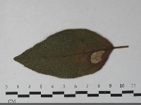 登錄號:F0033447藏品圖，第1張