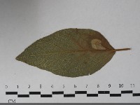 登錄號:F0033447藏品圖，第3張