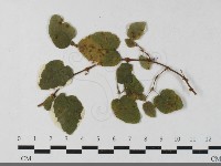 登錄號:F0033448藏品圖，第1張