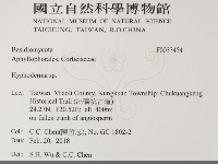 絲皮菌屬藏品圖，第2張