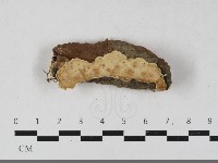 登錄號:F0033458藏品圖，第1張