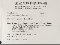 剛毛絲皮菌藏品圖，第2張