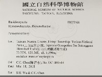 擬筍殼菌屬藏品圖，第2張