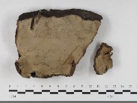 多年臥孔菌屬藏品圖，第1張