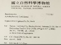 剛毛絲皮菌藏品圖，第2張