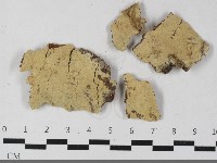 剛毛絲皮菌藏品圖，第1張