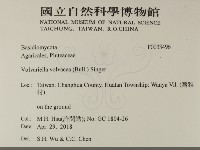 登錄號:F0033496藏品圖，第2張