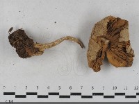 登錄號:F0033496藏品圖，第3張