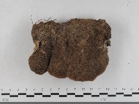 登錄號:F0033497藏品圖，第1張