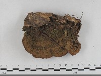 登錄號:F0033497藏品圖，第3張