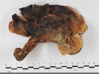 登錄號:F0033499藏品圖，第3張