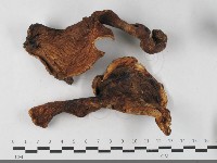 登錄號:F0033499藏品圖，第4張