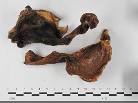 登錄號:F0033499藏品圖，第5張