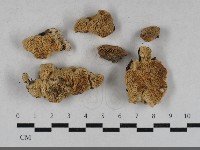 栓菌屬藏品圖，第1張