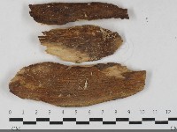 登錄號:F0033504藏品圖，第1張