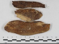 登錄號:F0033504藏品圖，第3張