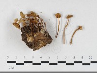 登錄號:F0033510藏品圖，第1張