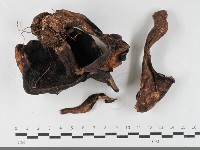 登錄號:F0033511藏品圖，第3張