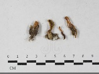 登錄號:F0033512藏品圖，第1張
