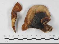 登錄號:F0033513藏品圖，第1張