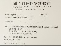 射脈菌屬藏品圖，第2張