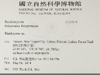 硬孔菌屬藏品圖，第2張