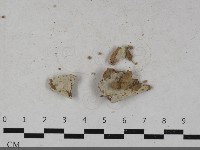 粗糙孢菌屬藏品圖，第1張