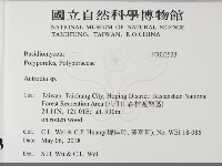 薄孔菌屬藏品圖，第2張