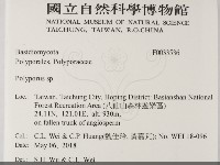 多孔菌屬藏品圖，第2張