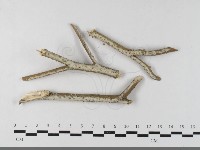 登錄號:F0033539藏品圖，第1張