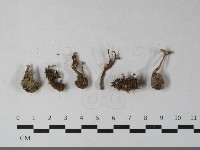 登錄號:F0033546藏品圖，第1張