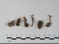 登錄號:F0033546藏品圖，第3張