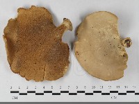 登錄號:F0033547藏品圖，第1張