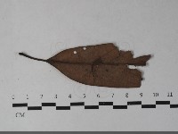 登錄號:F0033550藏品圖，第3張