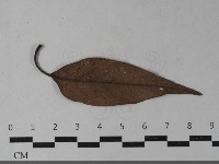 登錄號:F0033550藏品圖，第4張