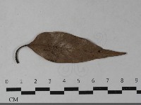 登錄號:F0033550藏品圖，第5張