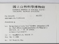 盤革菌屬藏品圖，第2張