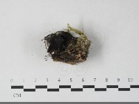 登錄號:F0033557藏品圖，第1張