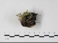 登錄號:F0033557藏品圖，第3張