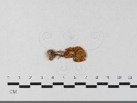 登錄號:F0033558藏品圖，第1張