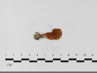 登錄號:F0033558藏品圖，第3張