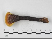 登錄號:F0033559藏品圖，第1張