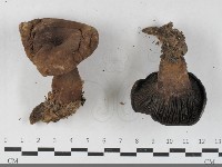 登錄號:F0033561藏品圖，第1張