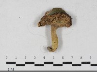 登錄號:F0033562藏品圖，第1張